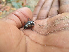 Stenocara gracilipes