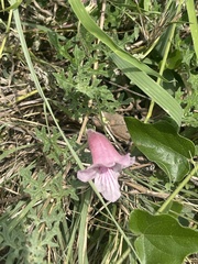 Dicerocaryum senecioides