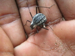 Stenocara gracilipes