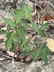 Toxicodendron pubescens