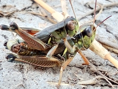 Phoetaliotes nebrascensis