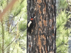 Campephilus leucopogon