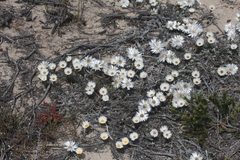 Helichrysum retortum