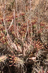 Euphorbia ferox