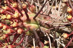 Euphorbia ferox