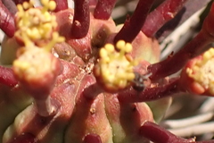 Euphorbia ferox
