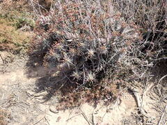 Euphorbia ferox