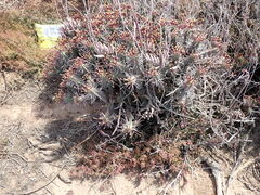 Euphorbia ferox