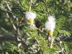 Dichrostachys