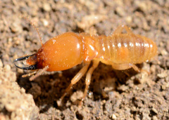 Macrotermitinae