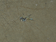 Chrysilla delicata