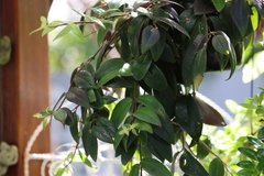 Nematanthus