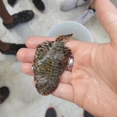 Trinectes maculatus