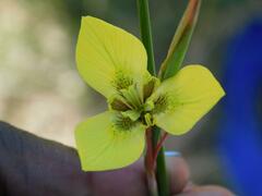 Moraea bellendenii