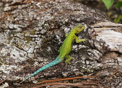 Sceloporus smaragdinus