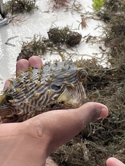 Chilomycterus schoepfii