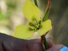 Moraea bellendenii