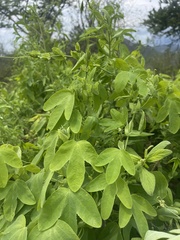 Passiflora subpeltata