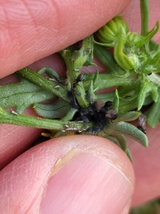 Aphis fabae
