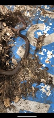 Masticophis flagellum flagellum