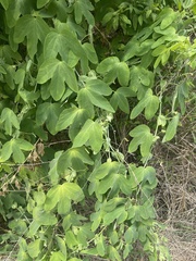 Passiflora subpeltata