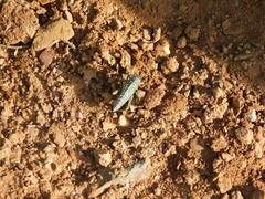 Physemacris variolosa