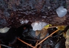 Myxarium nucleatum