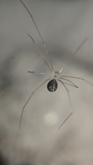 Micropholcus fauroti