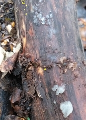 Myxarium nucleatum