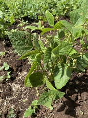 Phaseolus vulgaris