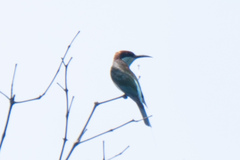 Merops viridis