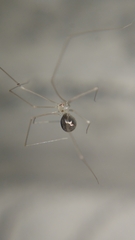 Micropholcus fauroti