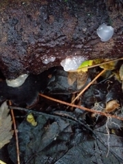 Myxarium nucleatum