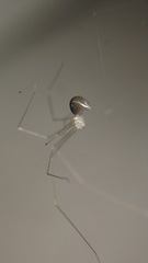 Micropholcus fauroti