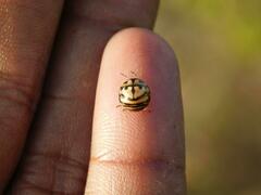 Sphaerocoris testudogrisea