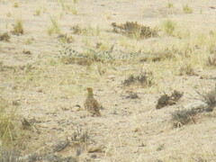 Pterocles namaqua