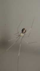 Micropholcus fauroti