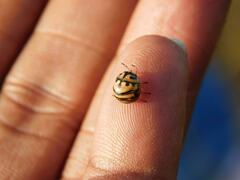 Sphaerocoris testudogrisea
