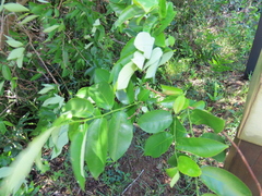 Sclerocroton integerrimus