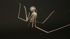 Micropholcus fauroti