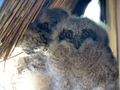 Bubo africanus africanus