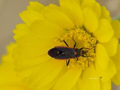 Melacoryphus lateralis