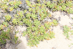 Plantago carnosa