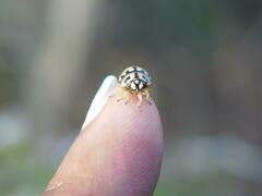 Sphaerocoris testudogrisea