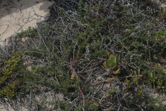 Asparagus mariae
