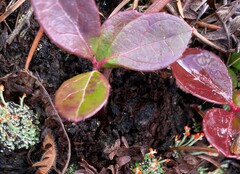Gaultheria procumbens image