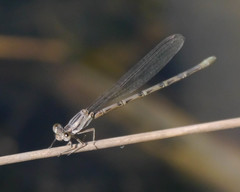 Argia funebris