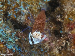 Gnathophyllum elegans