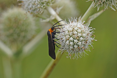 Yellow-collared Scape Moth, photo 9 of 9