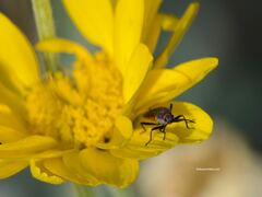 Melacoryphus lateralis